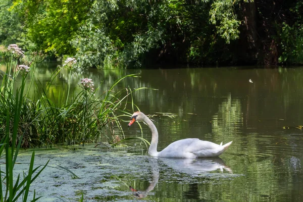 Němá Labuť Cygnus Olor Klouže Přes Řeku Léto Slunečný Den — Stock fotografie