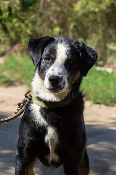 Retrato Grande Cão Preto Branco Não Raça Pura Jarda Aldeia — Fotografia de Stock