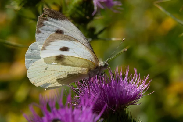 女性ヨーロッパの大きなキャベツ白い蝶ピエリスBrassicae給餌上のアザミの花 — ストック写真