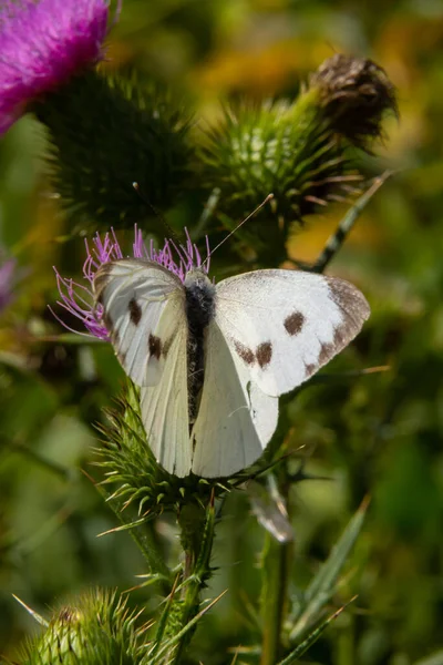 Большая Европейская Капуста Белая Бабочка Pieris Brassicae Питается Цветком Чертополоха — стоковое фото