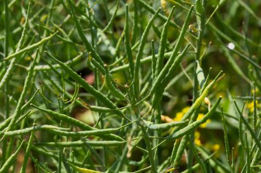 Rape Brassica napus, ripe, dry rape in the field. Ripe dry rapeseed stalks before harvest in day light.