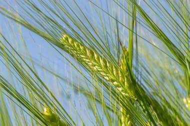 agricultural field where green rye grows, agriculture for obtaining grain crops, rye is young and green and still immature, close - up of the agricultural crop rye.