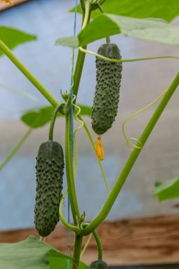 Sarı çiçekli salatalık. Yaprakların arka planında taze salatalık yakın plan makrosu.