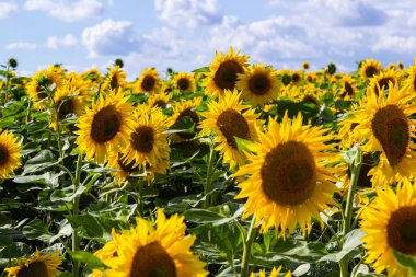 Bulutlu mavi gökyüzü ve parlak güneş ışıkları üzerinde ayçiçeği tarlası.