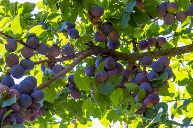 Olgun meyvelerle dolu bir İtalyan erik ağacının dalları.