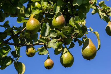 Pear tree. Pear green garden with fruit. Natural environment, outdoors.