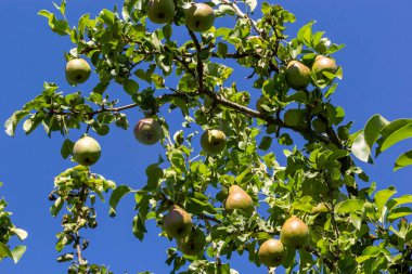 Ağaçta bir sürü armut var. Armutların faydaları. Mavi gökyüzü Arkaplanı