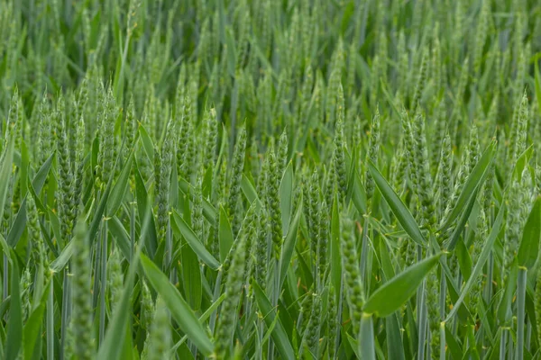 Agricultural Field Green Rye Grows Agriculture Obtaining Grain Crops Rye — Foto Stock