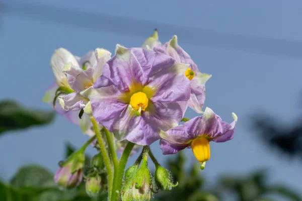 Potato Flowers Blooming Field Close — Φωτογραφία Αρχείου