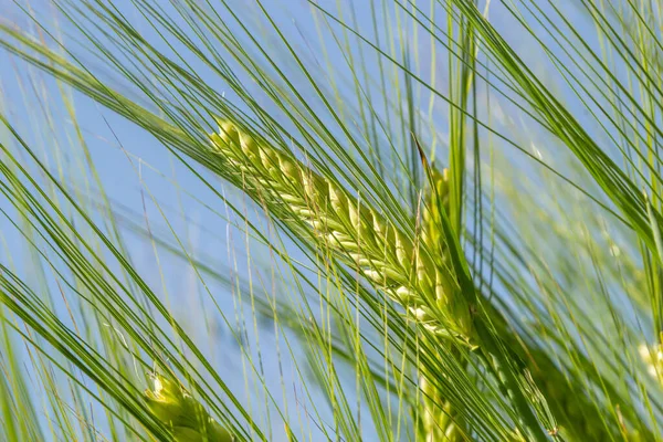 Agricultural Field Green Rye Grows Agriculture Obtaining Grain Crops Rye — Foto Stock