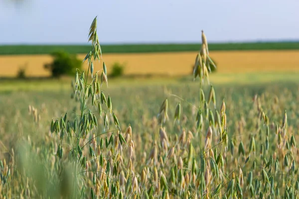 Campo Aveia Verde Jovem Plantação Aveia Campo Indústria Agrícola Culturas — Fotografia de Stock