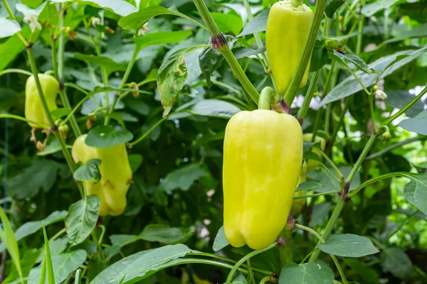 Pepper Plants in the pepper farm or field. Bell, Capia or chili peppers in the farm.