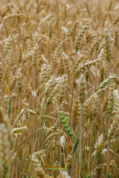 Grains Field Redy Harvest Golden Wheat Sun Fields Full Cereals — Fotografia de Stock