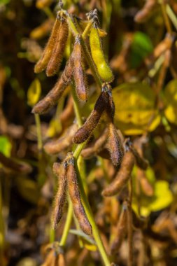 Brezilya 'nın Rio Grande do Sul kentindeki bir çiftlikte hasat edilmeye hazır bir soya tarlası. Yeşil yapraklar, gri ve mavi gökyüzü, yağmur bulutları, sarı ve kahverengi kapsüller. Teknoloji verimliliği körüklüyor.
