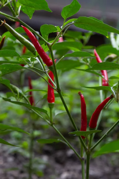 Hermosos Chiles Los Arbustos Chiles Rojos Granja Pimientos Rojos Picantes —  Fotos de Stock