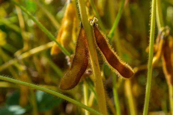 Soybeans pod macro. Harvest of soy beans - agriculture legumes plant. Soybean field - dry soyas pods.