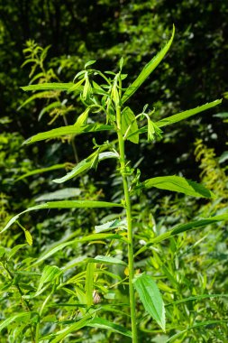 Solidago canadensis, known as Canada goldenrod or Canadian goldenrod, is herbaceous perennial plant of family Asteraceae. It is often forms colonies of upright growing plants, with yellow flowers.