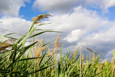 Common reed Phragmites australis. Thickets of fluffy dry trunks of common reed against background of blue autumn sky. Close-up. Nature concept for design.