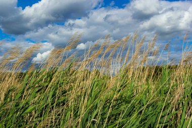 Phragmites australis leaves and flowers close to the lake in autumn are moved by the wind.