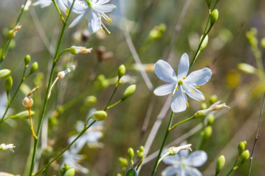 Anthericum ramosum, known as branched St Bernard's-lily, white flower, herbaceous perennial plant, blurred dark green background, selective focus.