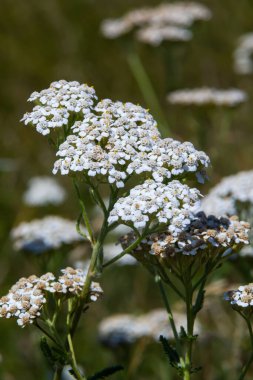 Achillea millefolium, yaygın olarak bilinen yarrow veya ortak yarrow, aile Asteraceae bir çiçekli bitki.