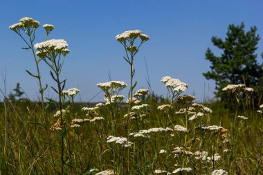 Achillea millefolium, yaygın olarak bilinen yarrow veya ortak yarrow, aile Asteraceae bir çiçekli bitki.