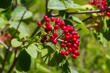 The fruit Viburnum lantana. Is an green at first, turning red, then finally black, wayfarer or wayfaring tree is a species of Viburnum.