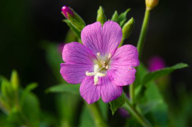 A close-up of a flowering Great willowherb, Epilobium hirsutum on a late summer evening in Estonian nature.