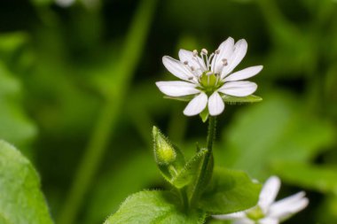 Myosoton aquaticum, Giant Chickweed, Caryophyllaceae. Wild plant shot in spring.