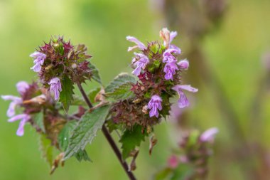 Deaf nettle blooming in a forest, Lamium purpureum. Spring purple flowers with leaves close up.