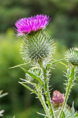 Blessed milk thistle pink flowers, close up. Silybum marianum herbal remedy plant. Saint Mary's Thistle pink blossoms. Marian Scotch thistle pink bloom. Mary Thistle, Cardus marianus flowers.