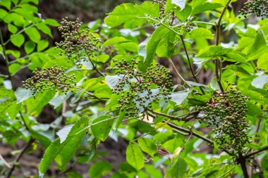 Mürver olgunlaşmamış meyve bahçesinde yağmur sonra büyüyen.
