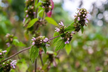 Deaf nettle blooming in a forest, Lamium purpureum. Spring purple flowers with leaves close up.