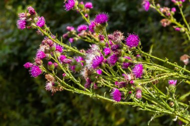 A flowering bush of pink sows Cirsium arvense in a natural environment, among wild flowers. Creeping Thistle Cirsium arvense blooming in summer. Violet flowers on meadow, focus on flower in front.