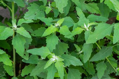 Chenopodium album is also called lamb's quarters, melde, goosefoot or fat-hen.