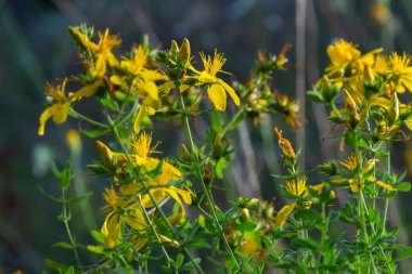 Hypericum flowers Hypericum perforatum or St Johns wort on the meadow , selective focus on some flowers.