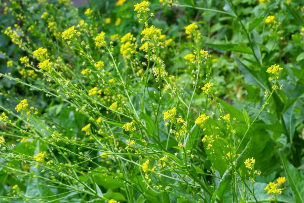 Close Wintercress Barbarea Vulgaris Brassicaceae Selective Focus Flower Land Cress — Stockfoto