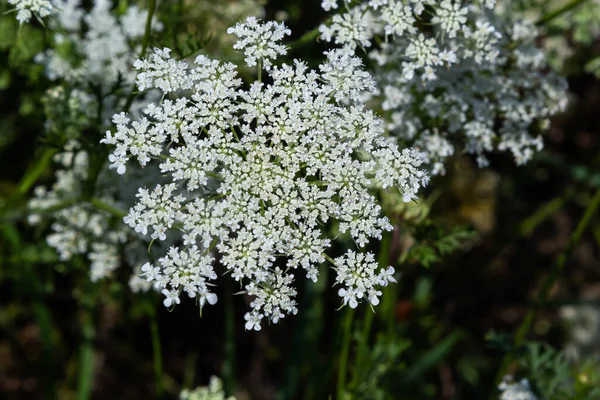 Daucus Carota Inflorescence Showing Umbellets White Small Flowers Garden Blooming — Stockfoto