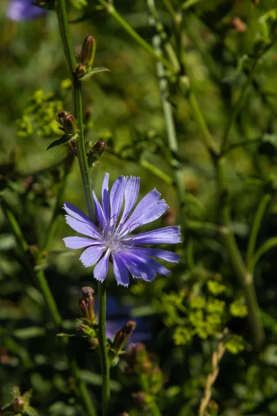 Kék Cikóriavirág Nyári Táj Hátterében — Stock Fotó