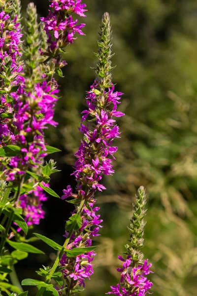 Pink Flowers Blooming Purple Loosestrife Lythrum Salicaria Shoreline — Stockfoto