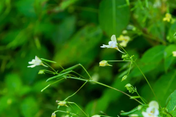 Impatiens Parviflora Small Balsam Plant Likes Shade — Stock Photo, Image