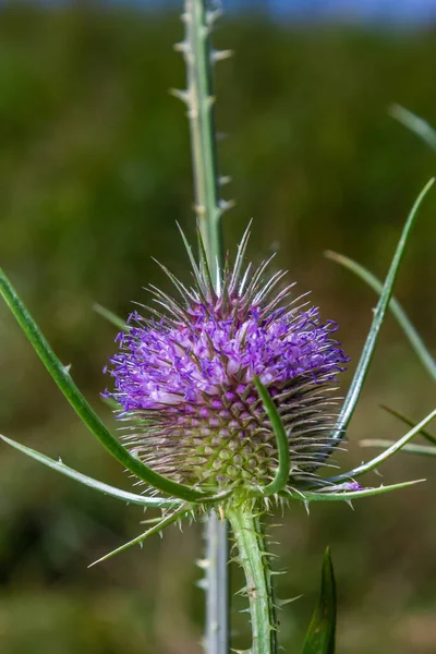 Flores Teasel Silvestre Otoño También Llamado Dipsacus Fullonum Wilde Karde —  Fotos de Stock