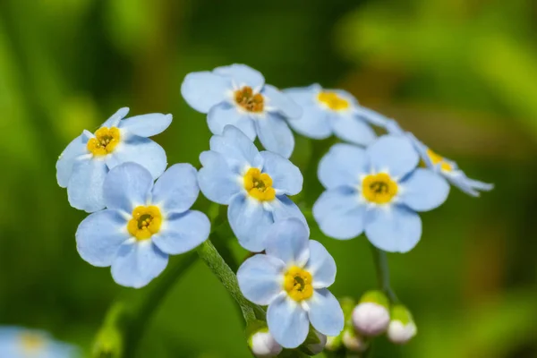 Όμορφο Μικρό Γαλάζιο Και Λευκό Λιβάδι Λουλούδια Φρέσκα Ανοιξιάτικα Λουλούδια — Φωτογραφία Αρχείου