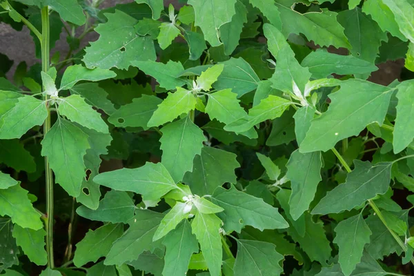 Chenopodium Album Also Called Lamb Quarters Melde Goosefoot Fat Hen — ストック写真