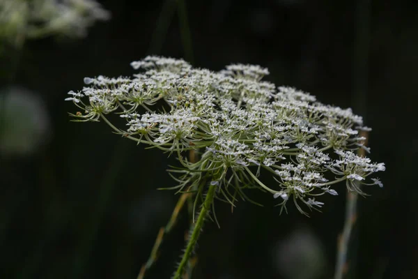 Daucus Carota Inflorescence Showing Umbellets White Small Flowers Garden Blooming — Stock fotografie