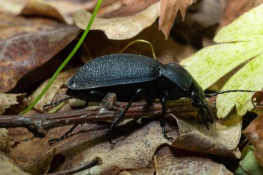 Carabus coriaceus, Avrupa 'da yaygın olarak bulunan bir böcek türüdür ve burada yaprak döken ormanlarda ve karışık ormanlarda yaşar. Kapat..