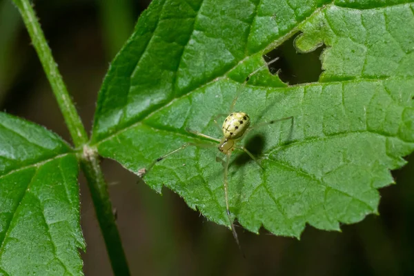 Detailní Záběr Pavouka Enoplognatha Ovata Nebo Podobné Enoplognatha Latimana Čeledi — Stock fotografie