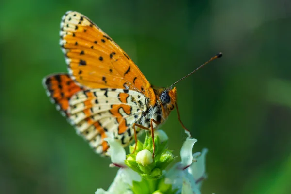 Glanville Fritillary Melitaea Cinxia Butterfly Spring Wildflowers — Stock fotografie