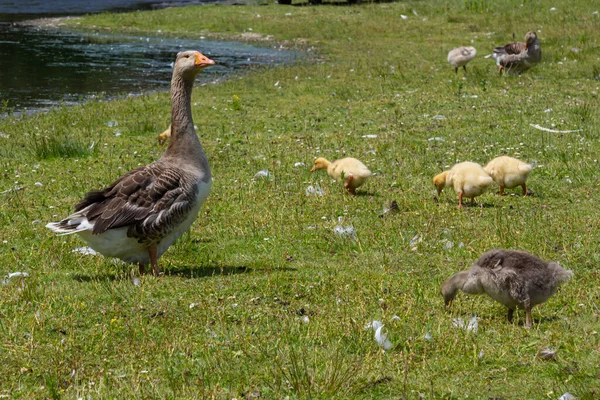 Ägyptische Gänsefamilie Freier Wildbahn Weibchen Männchen Und Ziegen Der Ägyptischen — Stockfoto