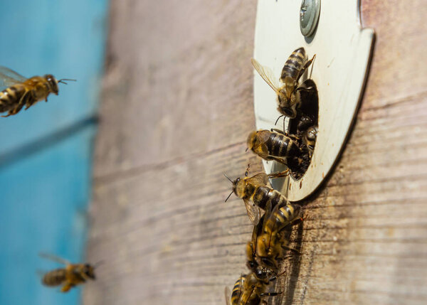 swarm of honey bees flying around beehive. Bees returning from collecting honey fly back to the hive. Honey bees on home apiary, apiculture concept.